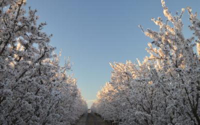 LA FLORACIÓN EN ALBALATE DE CINCA